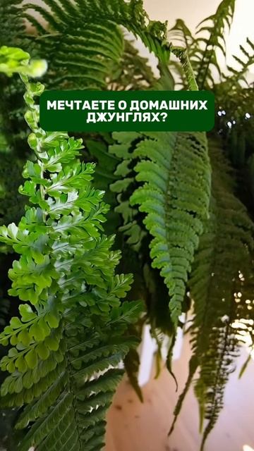 Домашние джунгли