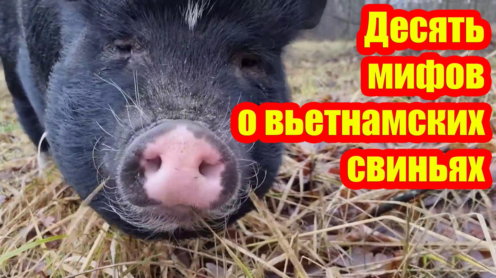 Вьетнамские свиньи. 10 плюсов и мифы о содержании вьетнамских свиней.