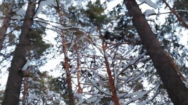 Соболя я у нас ещё не видел! Почему США атакуют неядерные страны и что ломает Трамп агрессией