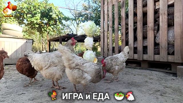 Кормление кур овощами и фруктами для зарядки и от скуки 🥗🐓🤗  (53)
