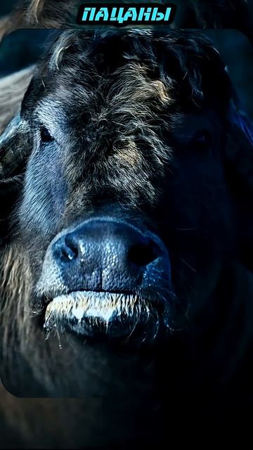 Супер овечки захватывают мир