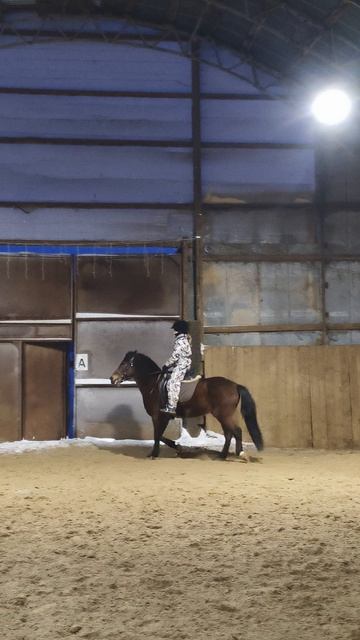 Василиса и Аквилон, строевая рысь в манеже.