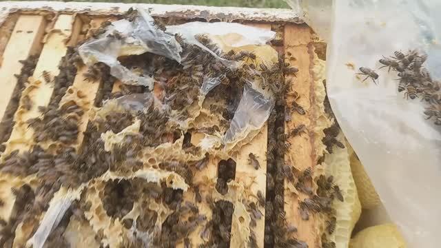 Контроль начала стимуляции пчел смотреть онлайн