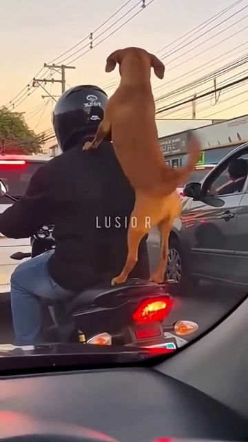 Собака танцует на моцикле