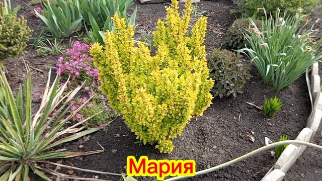 барбарис Тунберга Мария в коллекции сада