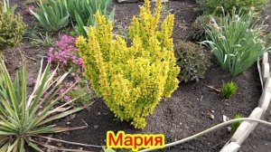 барбарис Тунберга Мария в коллекции сада
