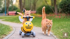 Котики и каталка