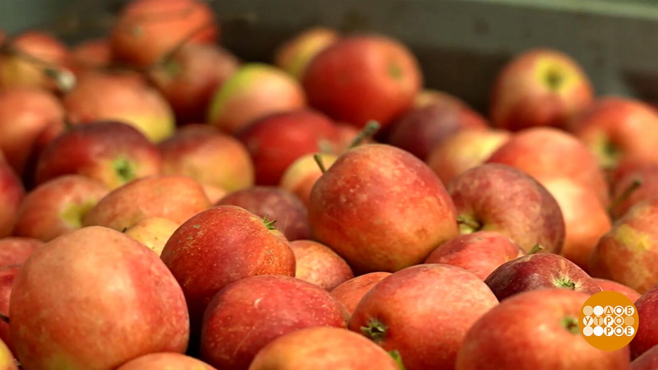 Краснодарский край: чем богаты? Доброе утро. Фрагмент выпуска от 02.02.2026