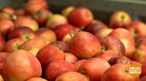 Краснодарский край: чем богаты? Доброе утро. Фрагмент выпуска от 02.02.2026