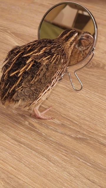 Один день из жизни домашней перепелки 