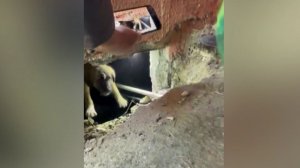 Парень пробил стену дома и спас щенка из западни в Баку