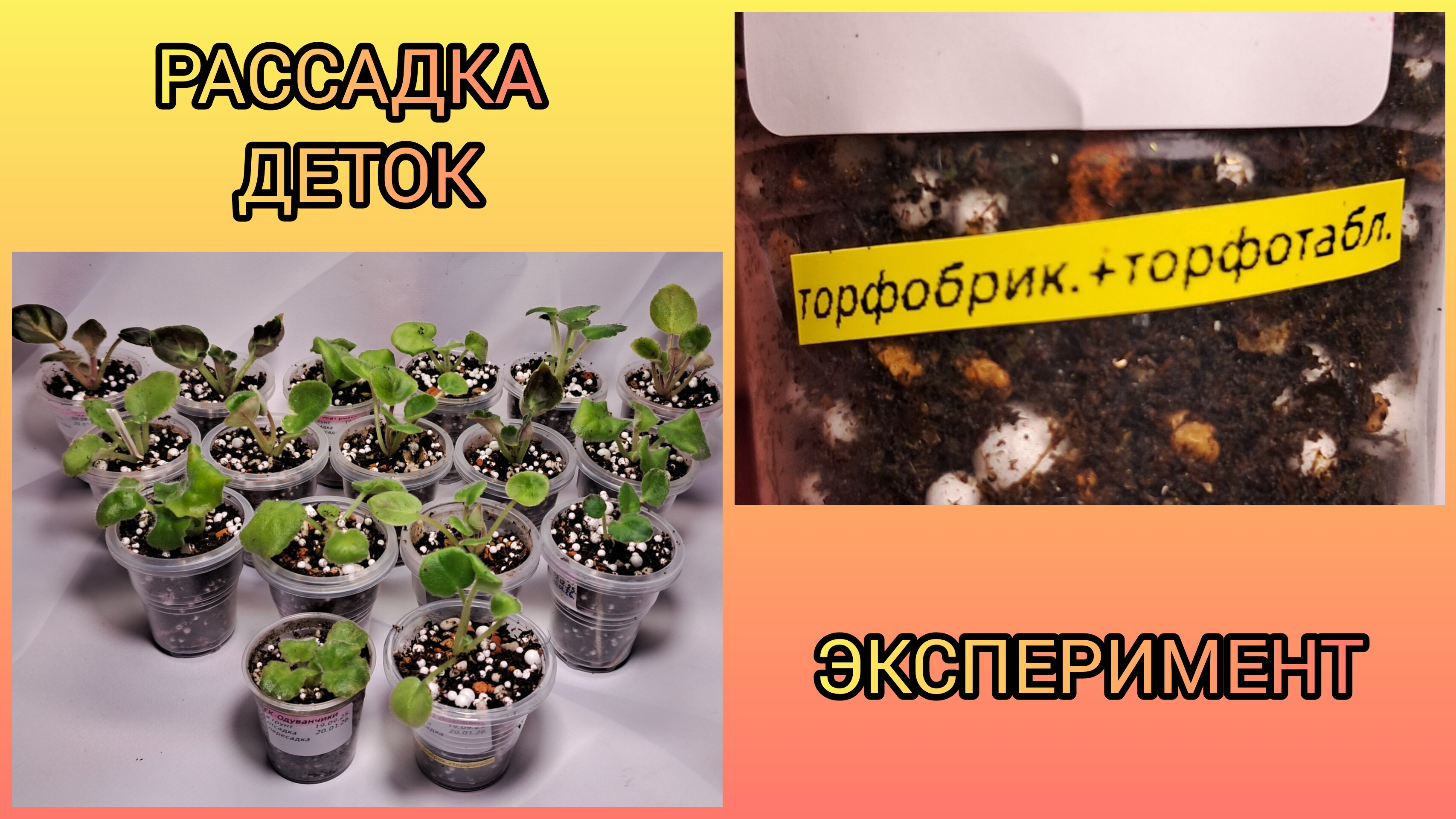 Эксперимент с грунтом. Рассадка деток фиалок. смотреть онлайн