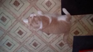 БРЕЙК-ДАНС ОТ ПЕРСИКА