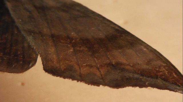 БРАЖНИКИ: 662. Ampelophaga nikolae