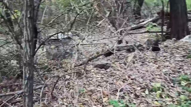 26 октября 2023г. Мой дом. Купила заброшенный участок на юге 15 соток) смотреть онлайн