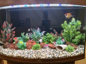 аквариумные рыбки 🐠