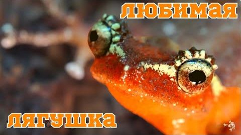 Моя любимая лягушка. Nyctixalus margaritifer