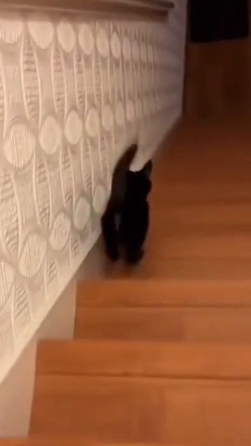 Котёнок по лестнице смотреть онлайн