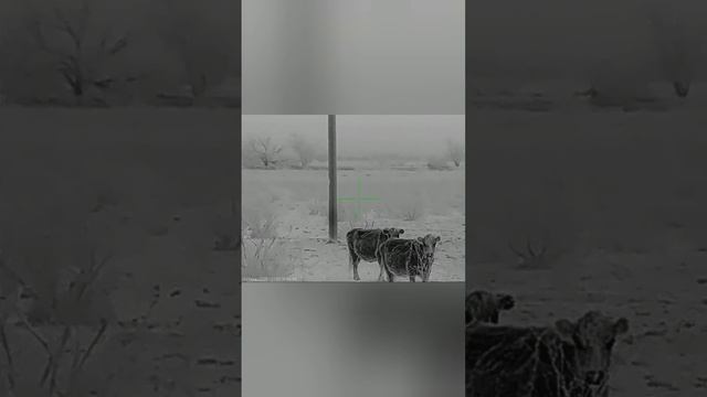 Один из вечеров охоты на шакалов в Астраханской области! смотреть онлайн