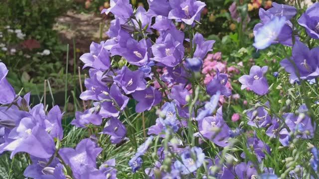 Три вида колокольчиков! Персиколистный, Скученный, Гарганский. смотреть онлайн