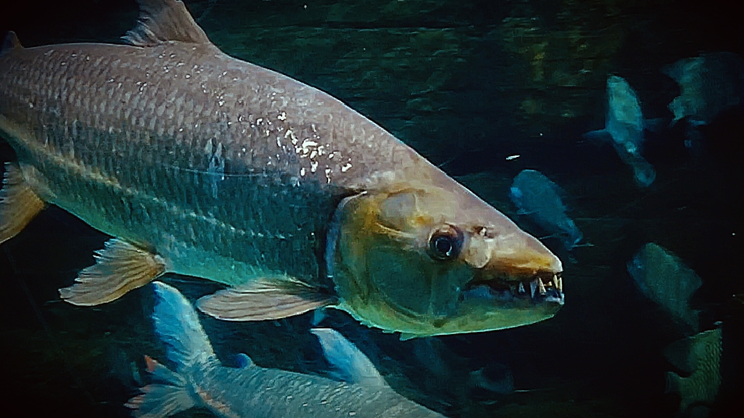Москвариум на ВДНХ. Кого можно увидеть в главном аквариуме страны смотреть онлайн