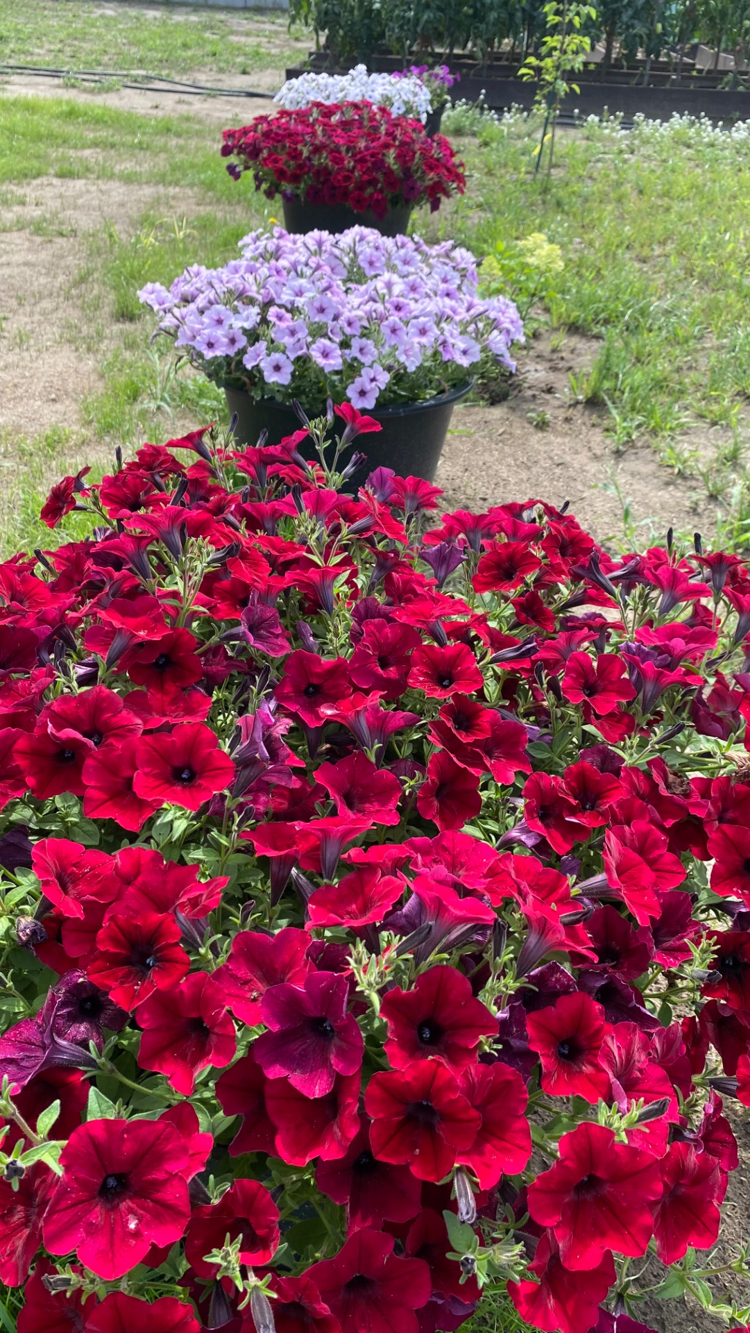 Петуния Тайдал- самый мощный цветок. смотреть онлайн