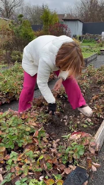 А вы знали что чеснок отгоняет долгоносика
