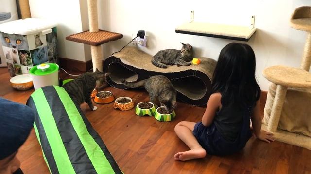 Котики пытались подружиться с Настей в Кошачьем Кафе Котики пытались подружиться с Настей в Кошачьем Кафе