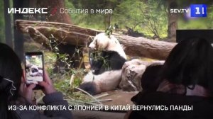 Из-за конфликта с Японией в Китай вернулись панды