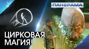 «Тропик шоу» в Донецке: звёзды цирка и экзотические животные на одной сцене!