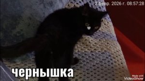Мариуполь 🏙️ утро 🐈🐈🐈💻🕘☕❄️❄️❄️-8