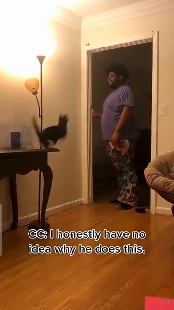 Розыгрыши котиков