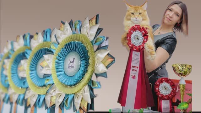 Роскошный путь к успеху / Юлия Кухарева, заводчик мейн-кунов