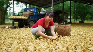 Продажа 230 только что вылупившихся утят жителям деревни. Фуонг. Вьетнам