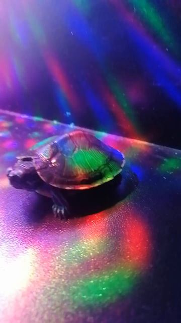 Черепаха на дискотеке