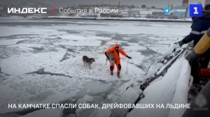На Камчатке спасли собак, дрейфовавших на льдине