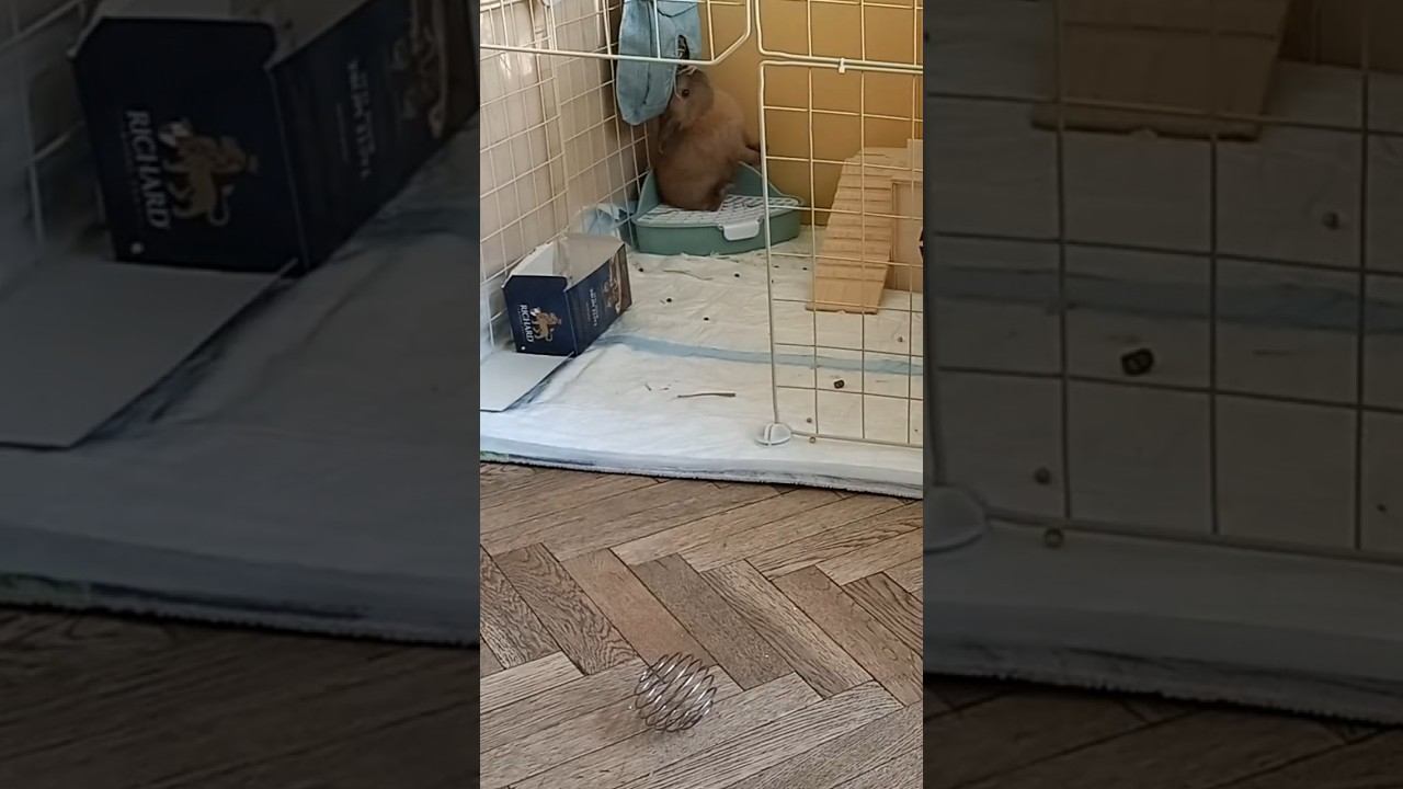 Кролик Тофу знакомится с новым домом #кролик #пушистики #bunny #зверюшки