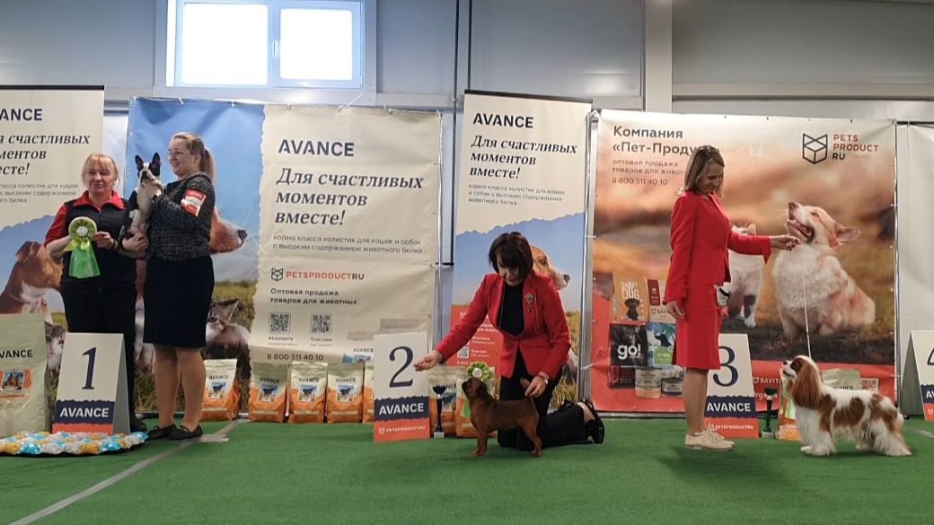 31.01.2026, СПб. Клуб "Петрополь" (САС, РФЛС). Выставка собак САС 9 группы FCI смотреть онлайн