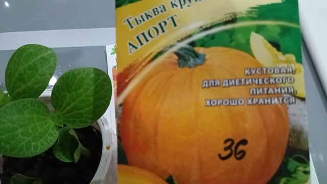 Семена выросли в тыкве. Обзор семян перцев, которые буду сажать в 2026 году.