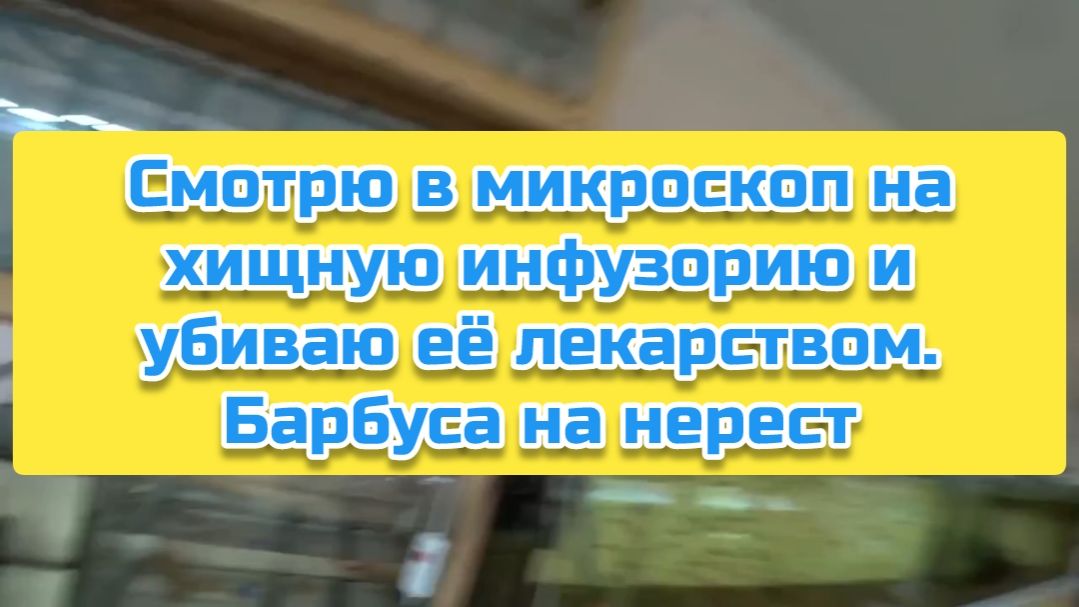 Смотрю в микроскоп на хищную инфузорию и убиваю её. Барбуса на нерест