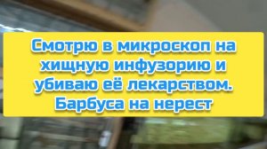 Смотрю в микроскоп на хищную инфузорию и убиваю её лекарствами. Барбуса на нерест