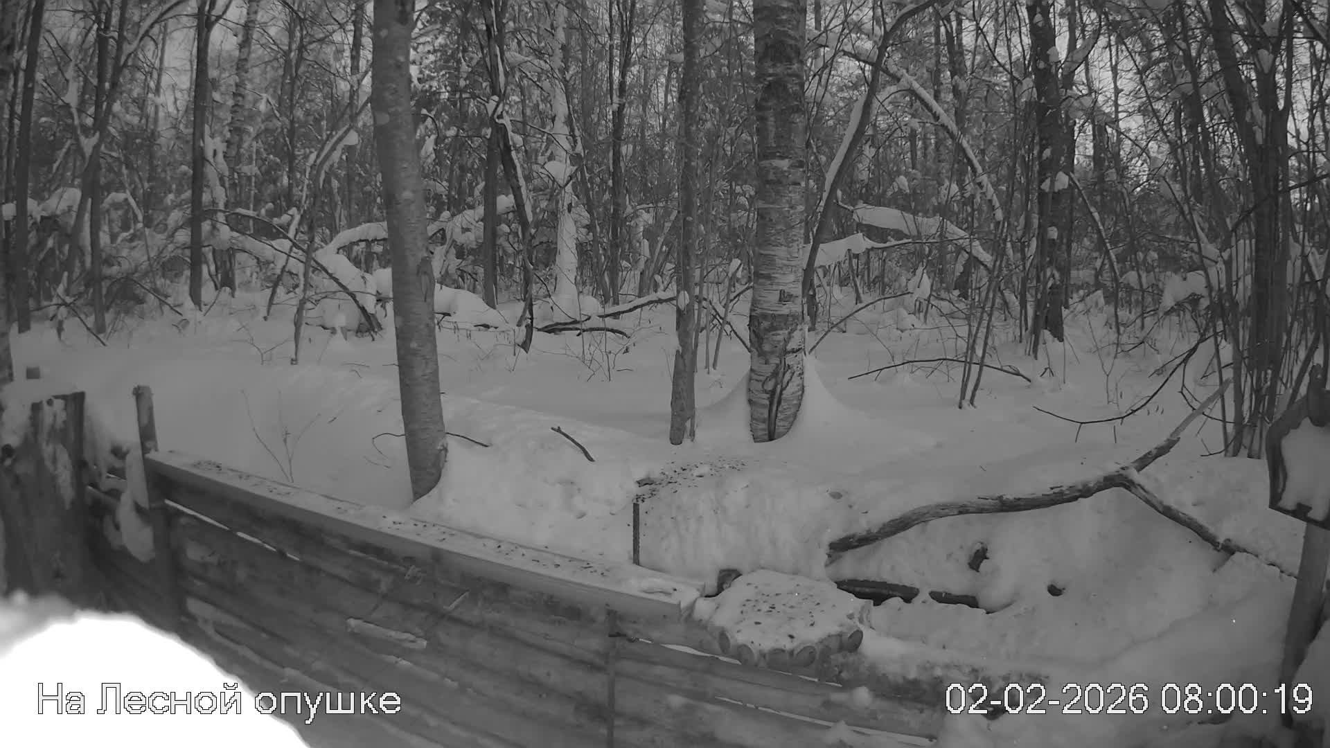 LIVE: На лесной опушке. Природа онлайн