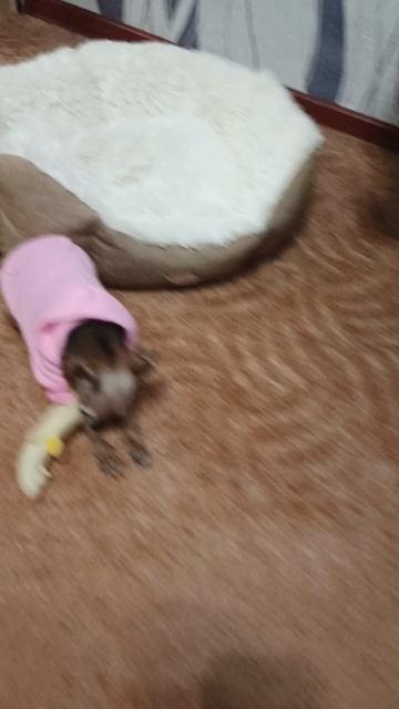 1000013293.mp4 1000013293.mp4