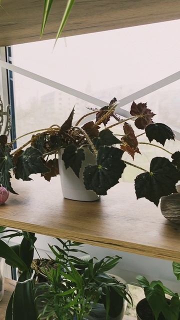 Когда тебя что-то расстраивает,сажай цветочек 😁