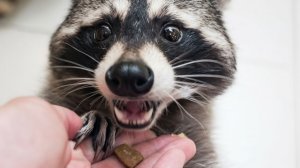 Этот енот — главный тролль планеты 🦝💀