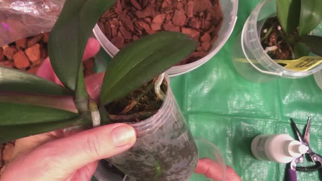 Орхидеи Пересадка орхидей из мха