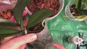 Орхидеи Пересадка орхидей из мха