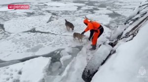 НА ПОМОЩЬ ЗАСТРЯВШИМ НА ЛЬДИНЕ СОБАКАМ ПРИШЛИ СПАСАТЕЛИ КАМЧАТКИ • НОВОСТИ КАМЧАТКИ