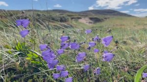 Дальние Зеленцы. Без слов.