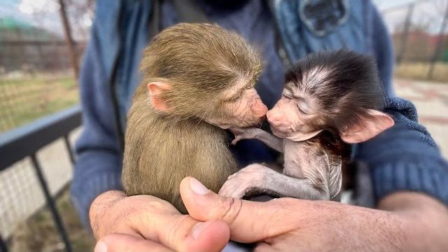Я просто ЛЮБУЮСЬ на эту идилию, не прошла и неделя, а Люся уже ОБНИМАЕТ и ЦЕЛУЕТ Степашку! Я просто ЛЮБУЮСЬ на эту идилию, не прошла и неделя, а Люся уже ОБНИМАЕТ и ЦЕЛУЕТ Степашку!